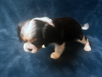 Click here for a larger image of Bailey!