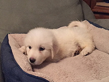 Click here for a larger image...