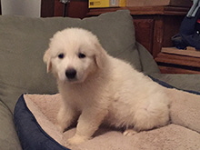 Click here for a larger image...