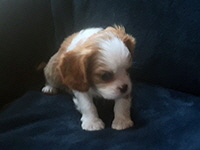 Click here for a larger image of Baxter!