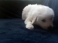 Click here for a larger image of Bean!