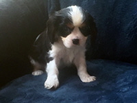 Click here for a larger image of Casey!