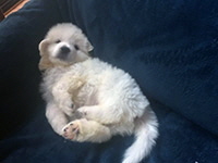 Click here for a larger image of Charlie!