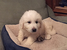 Click here for a larger image...