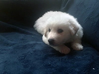 Click here for a larger image of Chloe!