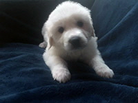 Click here for a larger image of Cody!