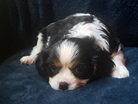 Click here for a larger image of Derby!