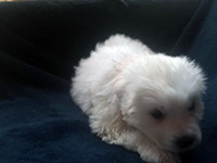 Click here for a larger image of Granger!