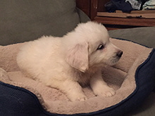 Click here for a larger image...