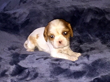 Click here for a larger image...