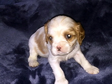 Click here for a larger image...