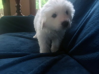 Click here for a larger image of Remy!