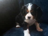 Click here for a larger image of Sam!