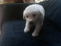 Click here for a larger image of Sebastian!