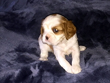 Click here for a larger image...