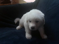 Click here for a larger image of Tracy!