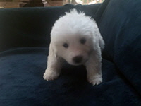 Click here for a larger image of Violet!