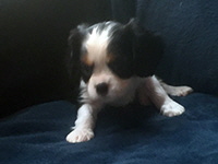 Click here for a larger image of Winston!